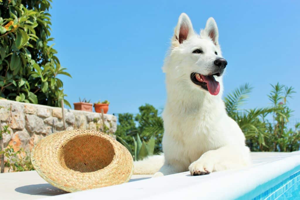 Hund am Pool im Ferienhaus Istrien