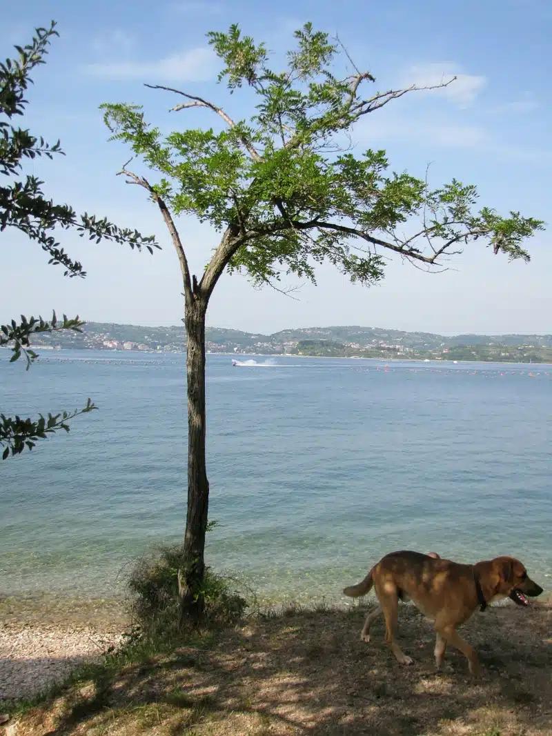 Urlaub-mit-Hund-am-Strand-in-Istrien-Kroatien
